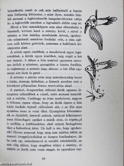 Salamon király gyűrűje