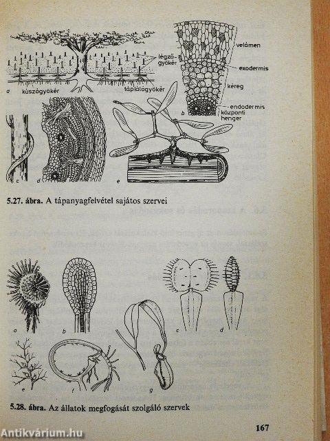 Botanikai kompendium