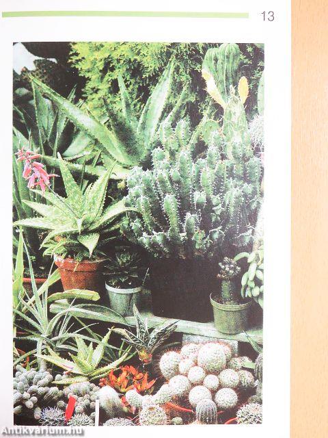 Hálás szobanövények