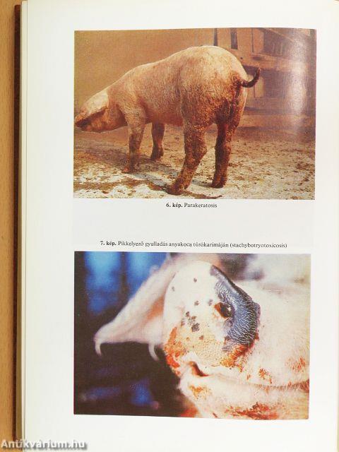 Sertésegészségtan