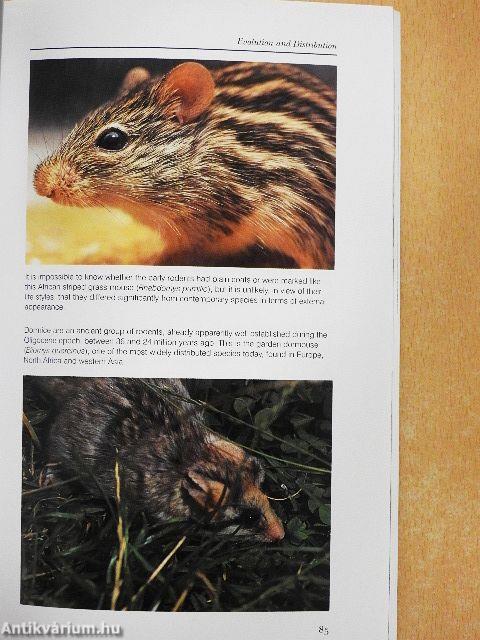 Rodents of the World