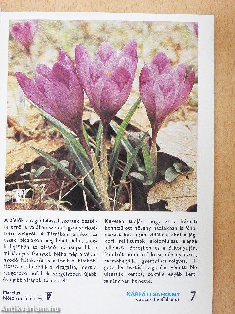 A tavaszi vadvirágokról