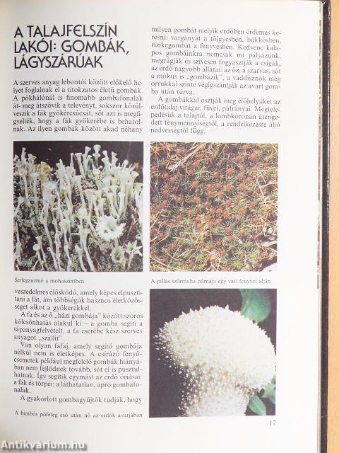 Az erdők nagy képeskönyve