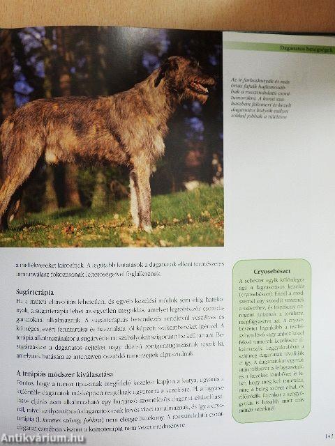 Idős kutya a családban