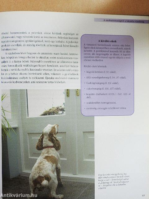 Idős kutya a családban