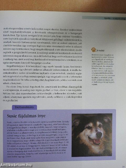 Idős kutya a családban