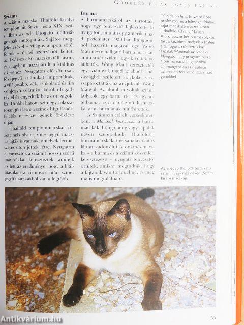 Macskák