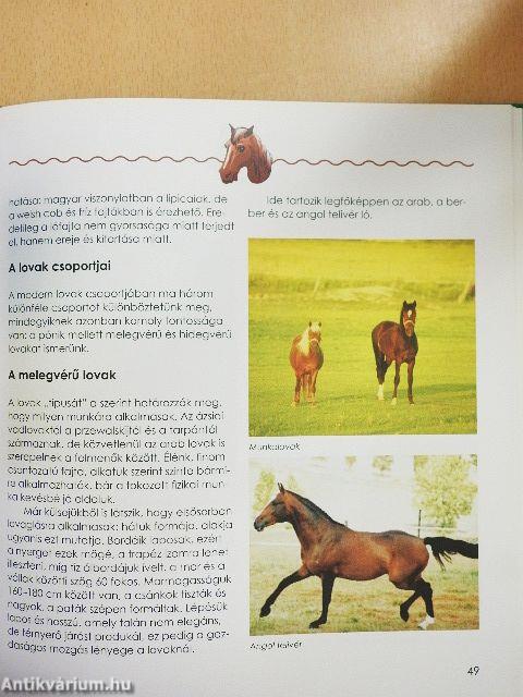 Fiatal lovasok kézikönyve