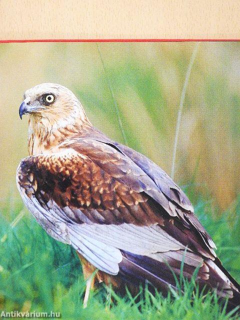 Kinder entdecken die Natur - Vögel