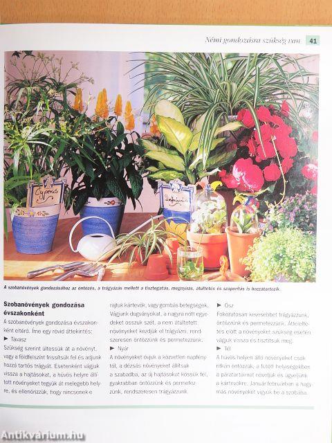 Szobanövények kiválasztása és gondozása
