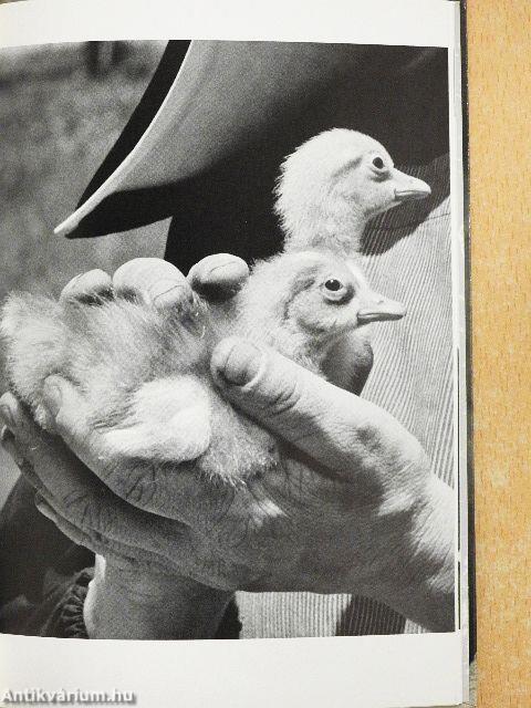 Gross sind auch die kleinen Dinge