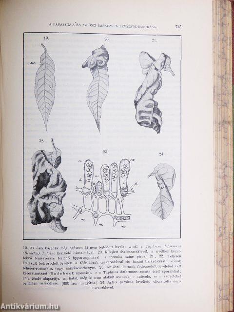 Természettudományi Közlöny 1902. január-december/Pótfüzetek a Természettudományi Közlönyhöz 1902. január-december