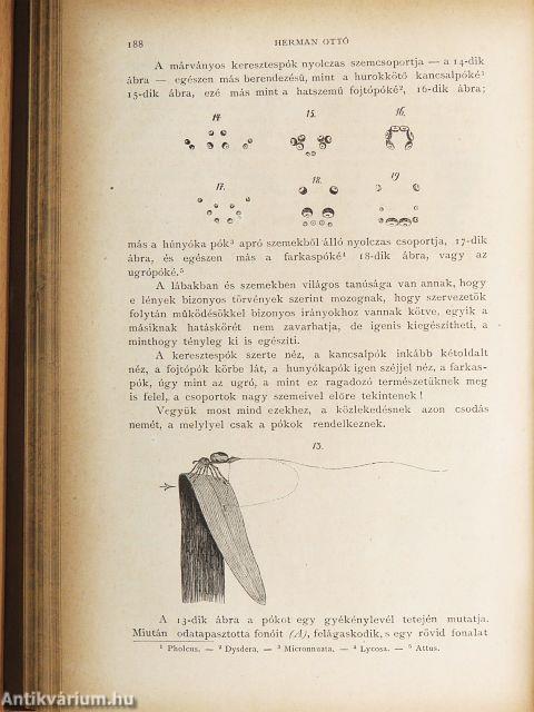 Természettudományi Közlöny 1876. január-december