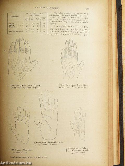 Természettudományi Közlöny 1875. január-december