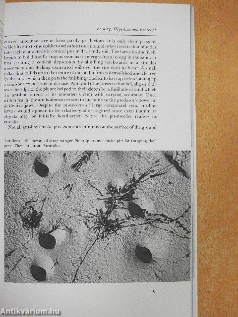 Insects of the World