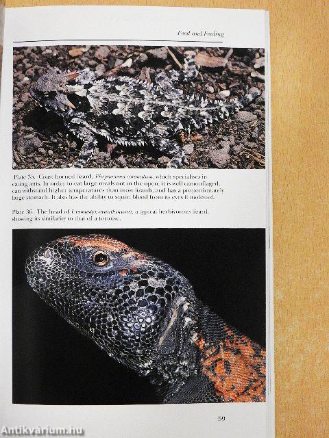 Lizards of the World