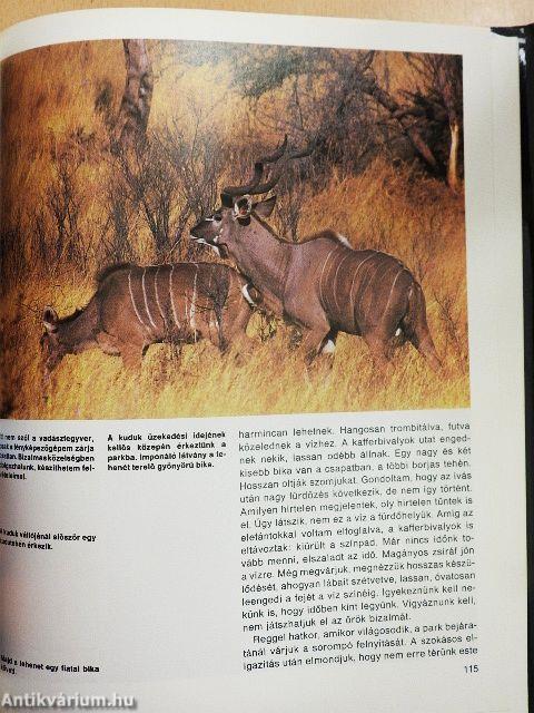 Vadászat Kudu-földön