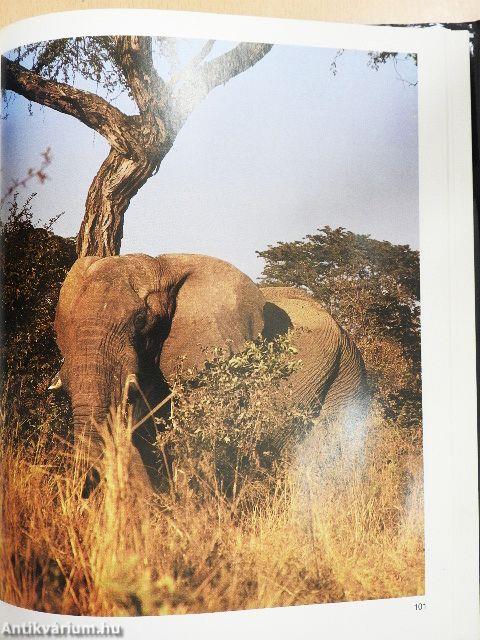 Vadászat Kudu-földön