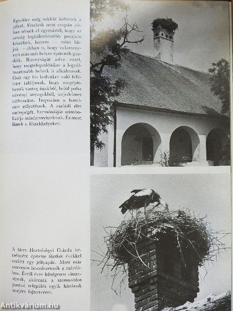 Madarat tolláról...