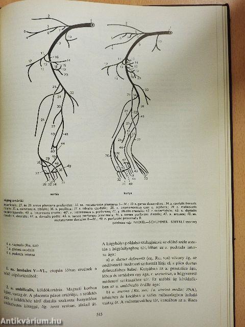 A háziállatok funkcionális anatómiája II.