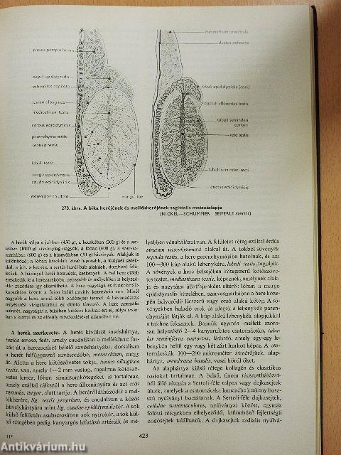 A háziállatok funkcionális anatómiája II.