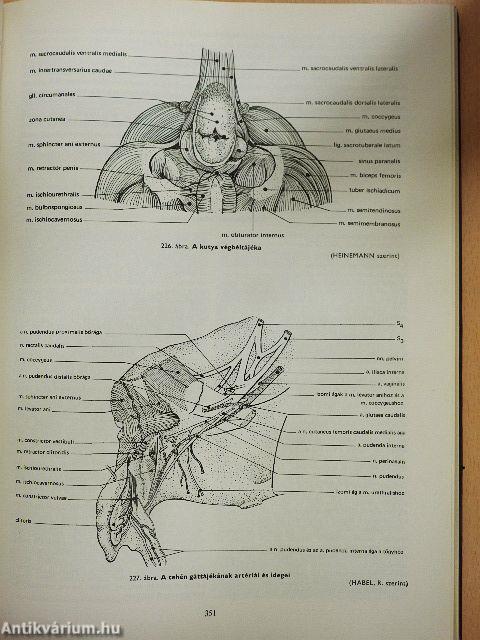 A háziállatok funkcionális anatómiája II.