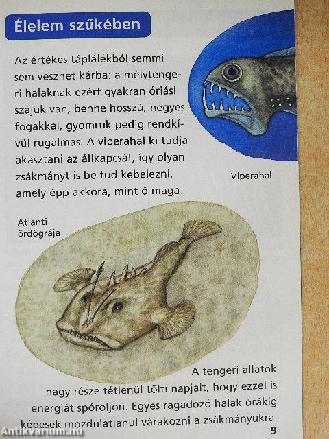 A mélytenger élővilága