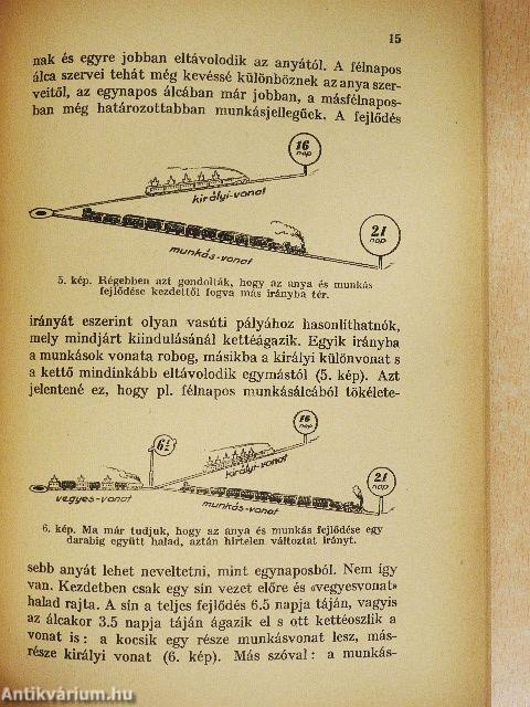 Egyszerű anyanevelés