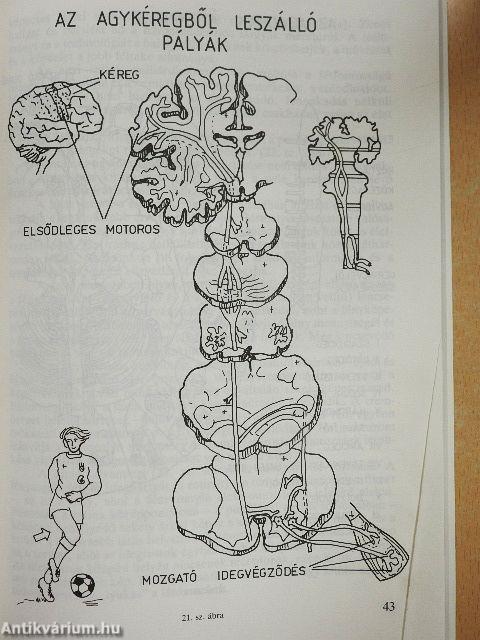 Lelkünk tükre az írás