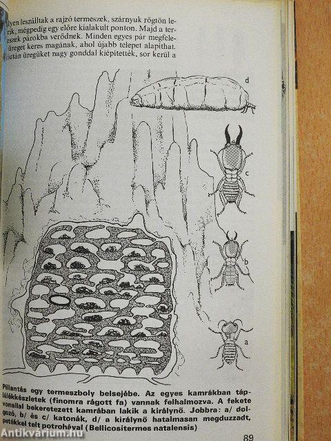 Az állatvilág titkai