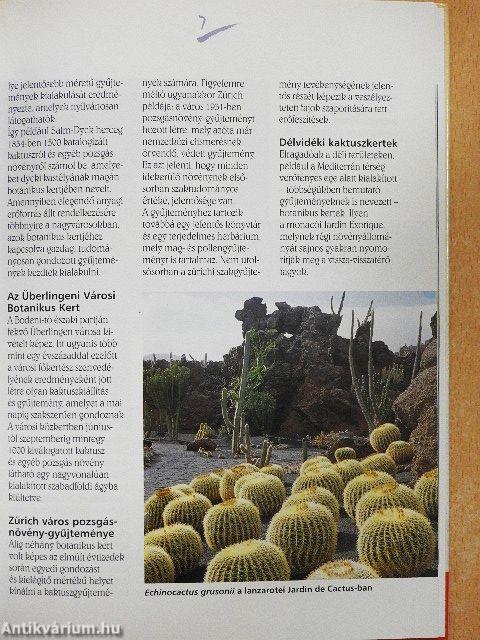 Kaktuszok a lakásban és a kertben