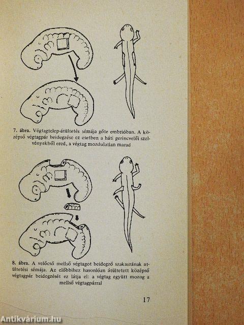 Az idegi szerveződés néhány problémája