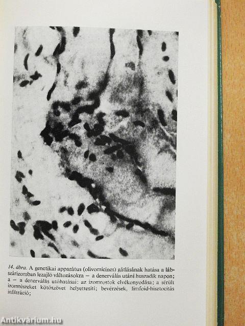 Az öregedés és az életkor