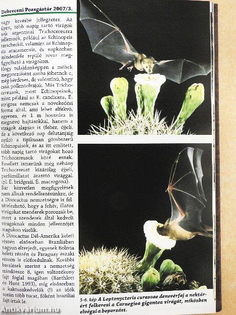 Debreceni pozsgástár 2007. 1-4./MKOE Kiadványok 2007./Tillandsiák