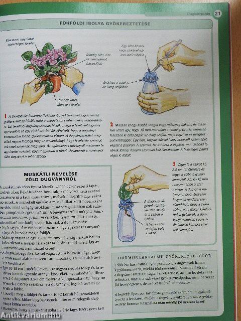 Növényszaporítás