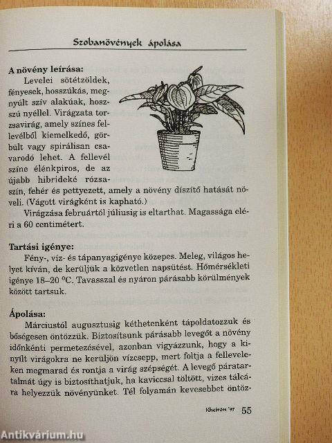Szobanövények ápolása