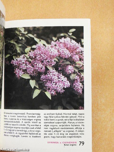 A virágos díszcserjékről