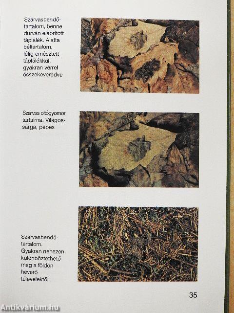 A csülkös vad utánkeresése