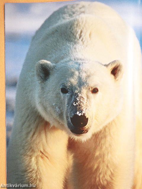 National Geographic Magyarország Különszám