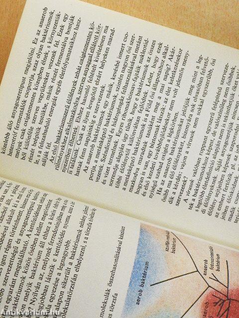 Az élet keletkezése