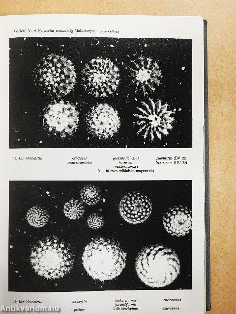 Kaktusz-világ 1989-1991. január-december