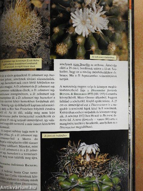 Kaktusz-világ 2007. január-december
