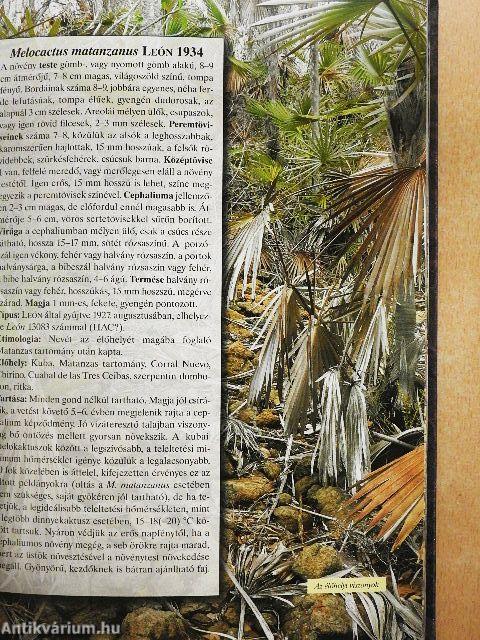 Kaktusz-világ 2007. január-december