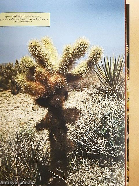 Arizona Cactus/Kaktusz-világ 2005. január-december/Kaktusy 2002/2./Bonsai magazin 1988. tavasz/Virágzó kövek/Kakteen und andere Sukkulenten Juni 2003/Kaktusz-világ 1988. 1-2., 4./Dísznövény 2003