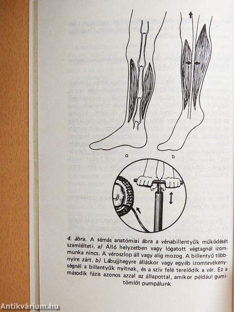 Tanácsok visszérbetegeknek