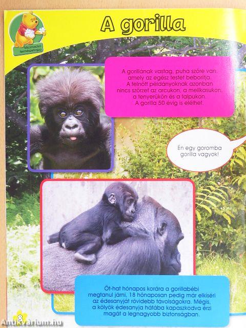 Micimackó magazin 2010/2.