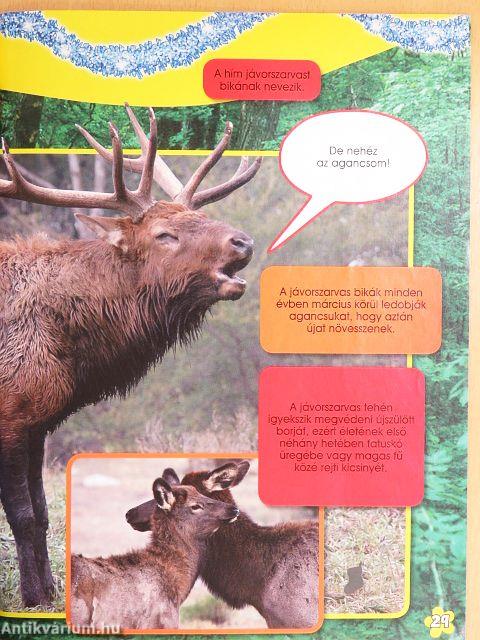 Micimackó magazin 2007. december