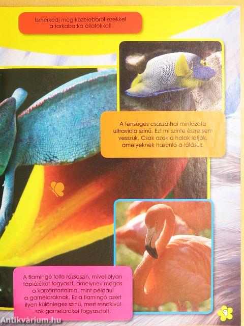 Micimackó magazin 2008. május