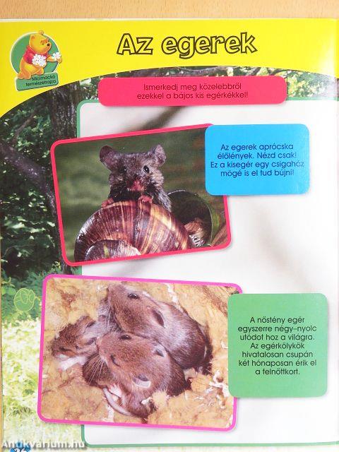 Micimackó magazin 2010/4.