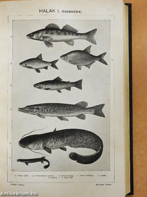 Révai nagy lexikona 9. (töredék)